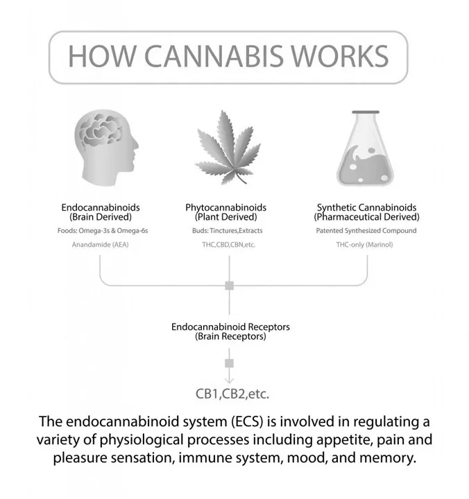 CBD Product 2